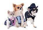 dressed birman kitten and chihuahuas in front of white background