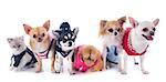 chihuahuas, kitten and chicken in front of white background