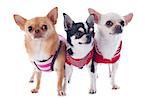 portrait of  purebred  chihuahuas in front of white background