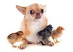 three chicks of bantam silkie and chihuahua on a white background