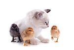 birman kitten and chicks in front of white background