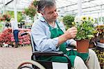 Garden center worker in wheelchair holding potted plant in greenhouse in garden center