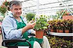 Gardne center worker in a wheelchair holding a flower pot in a greenhouse