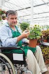 Garden center worker in wheelchair holding potted plant in greenhouse of garden center