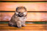 Small Pomeranian puppy sitting on a bench