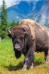 American Bison (Bison Bison) or Buffalo