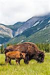 American Bison (Bison Bison) or Buffalo mother and calf eating grass in a field