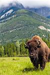 American Bison (Bison Bison) or Buffalo