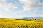 Yellow canola fields overlooking a valley and mountain range