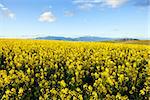 Fields of yellow canola flowers with mountain range in background