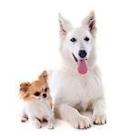 Purebred White Swiss Shepherd and chihuahua in front of white background