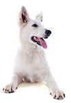 Purebred White Swiss Shepherd in front of white background