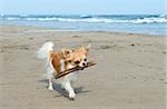 portrait of a cute purebred  who playing with a stick chihuahua on the beach