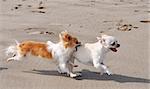 portrait of a fighting purebred  chihuahua on the beach