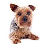 portrait of a purebred yorkshire terrier in front of white background