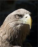 The Steppe Eagle (Aquila nipalensis) is a bird of prey. On the bird's portrait is clearly seen a yellow beak and a brown eye.