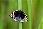 beautiful Blue Pansy butterfly (Junonia orithya) on leaf near the road track