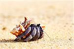 hermit crab on a beach in Andaman Sea
