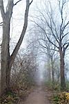 narrow path between trees in misty day