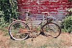 Old Rusty Bicycle Display with Basket of Lavender Flowers Against Grunge Red Peeling Paint Barn Siding