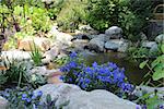 Blue flowers of different varieties are growing next to a stream.