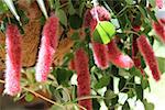 The Chenille Caterpillar plant is a tropical annual flower mostly used as a houseplant.