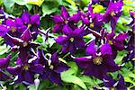 The Clematis flower is a hybrid plant in the Buttercup family and is a favorite of gardeners.