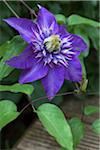 Blooming Clematis Multi Blue