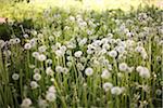 Field of Dandelion Clocks, Innisfil, Ontario, Canada