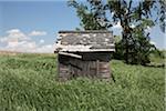 Hut in Field, Innisfil, Ontario, Canada