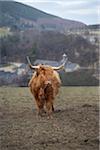 Highland cattle in field, hills and village in distance, Scotland