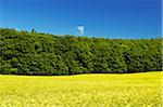 Rural Scene in Spring, Jasmund National Park, Ruegen Island, Mecklenburg-Vorpommern, Germany