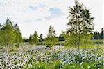 Cotton Grass on Black Moor, UNESCO Biosphere Reserve, Rhon Mountains, Bavaria, Germany