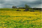 Barn in Field of Yellow Flowers in Spring, Vogtland, Saxony, Germany, Europe