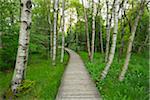 Boardwalk through Black Moor, UNESCO Biosphere Reserve, Rhon Mountains, Bavaria, Germany