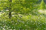 Black Moor, UNESCO Biosphere Reserve, Rhon Mountains, Bavaria, Germany