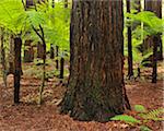 Redwood Trees, Whakarewarewa Forest, near Rotorua, Bay of Plenty, North Island, New Zealand