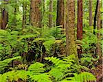 Redwood Trees and Ferns, Whakarewarewa Forest, near Rotorua, Bay of Plenty, North Island, New Zealand