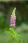 Close-up of Lupin (Lupinus angustifolius) Blossoms in Meadow in Spring, Bavaria, Germany