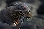 sea lion licking foot in Galapagos Islands