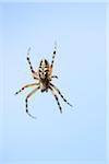 Close-up of an oak spider (Aculepeira ceropegia) against blue sky, Bavaria, Germany