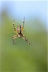 Close-up of an oak spider (Aculepeira ceropegia) in a web in spring, Bavaria, Germany