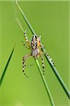 Close-up of an oak spider (Aculepeira ceropegia) in a meadow in spring, Bavaria, Germany