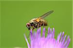 Close-up of a blow flie (Calliphoridae) on a Creeping Thistle (Cirsium arvense) in spring, Bavaria, Germany