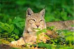 Portrait of a Eurasian lynx (lynx lynx) in a forest in spring, Bavaria, Germany