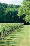 Edge of vineyard on Niagara Escarpment , Niagara Region, Ontario, Canada