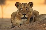 Lioness, Mana Pools National Park, Zimbabwe, Africa