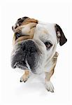 Studio portrait of english bulldog looking at viewer