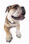 Studio portrait of distracted english bulldog