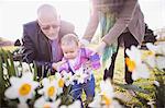 Grandparents with granddaughter amongst daffodils